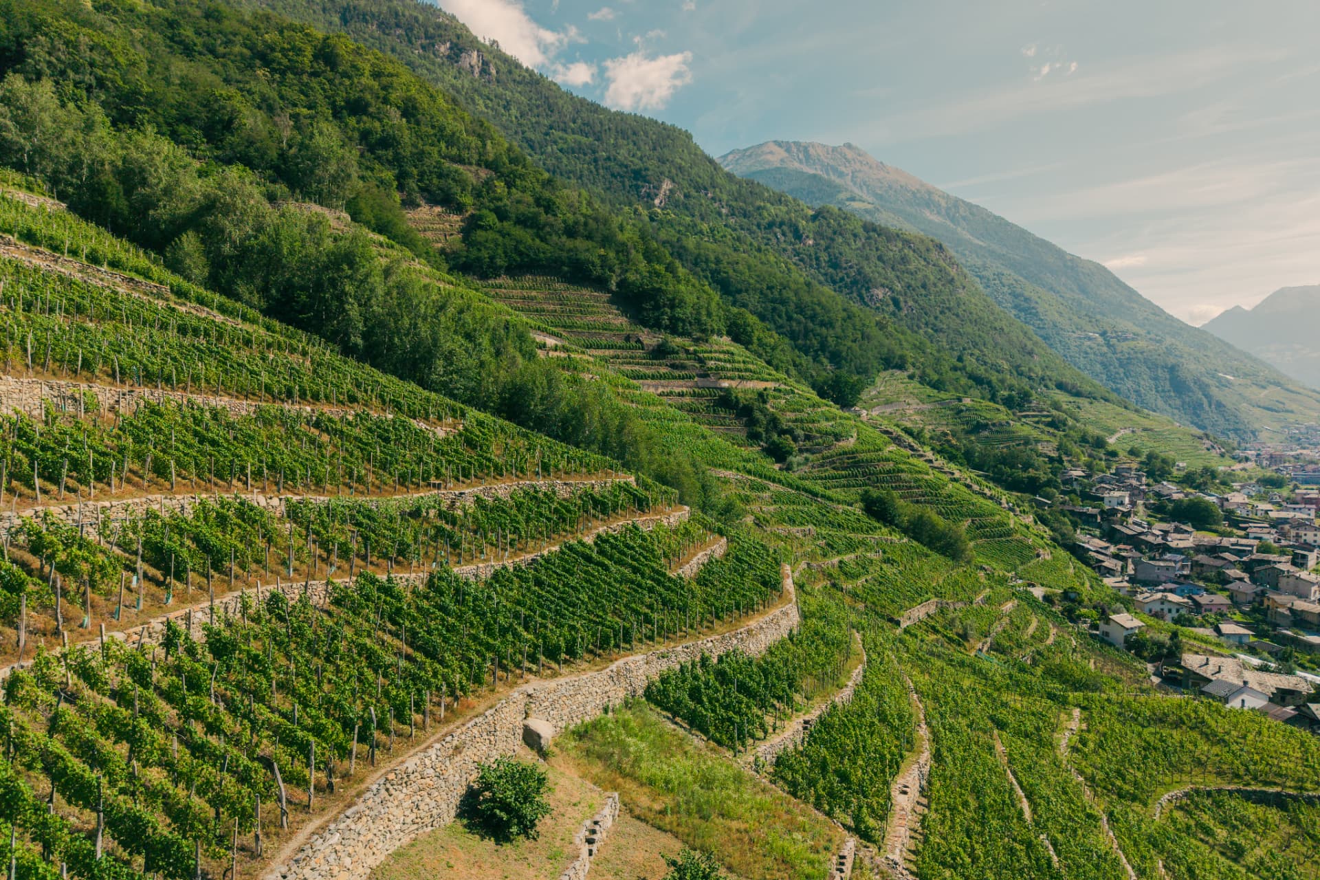 The terraced vineyards of Tenuta Bonisolo in Valtellina